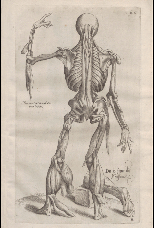 gif by Joanna Michniewska; oryg.: Andreas Vesalius, „De humani corporis fabrica”, XVI wiek; ze zbiorów PAN BG;