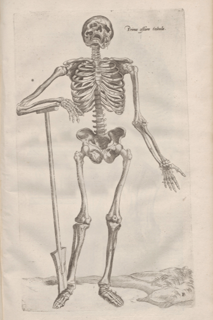 gif by Joanna Michniewska; oryg.: Andreas Vesalius, „De humani corporis fabrica”, XVI wiek; ze zbiorów PAN BG;