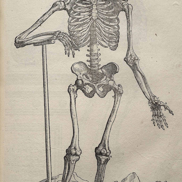 Andreas Vesalius, „De humani corporis fabrica”, XVI wiek, za zbiorów PAN Biblioteki Gdańskiej