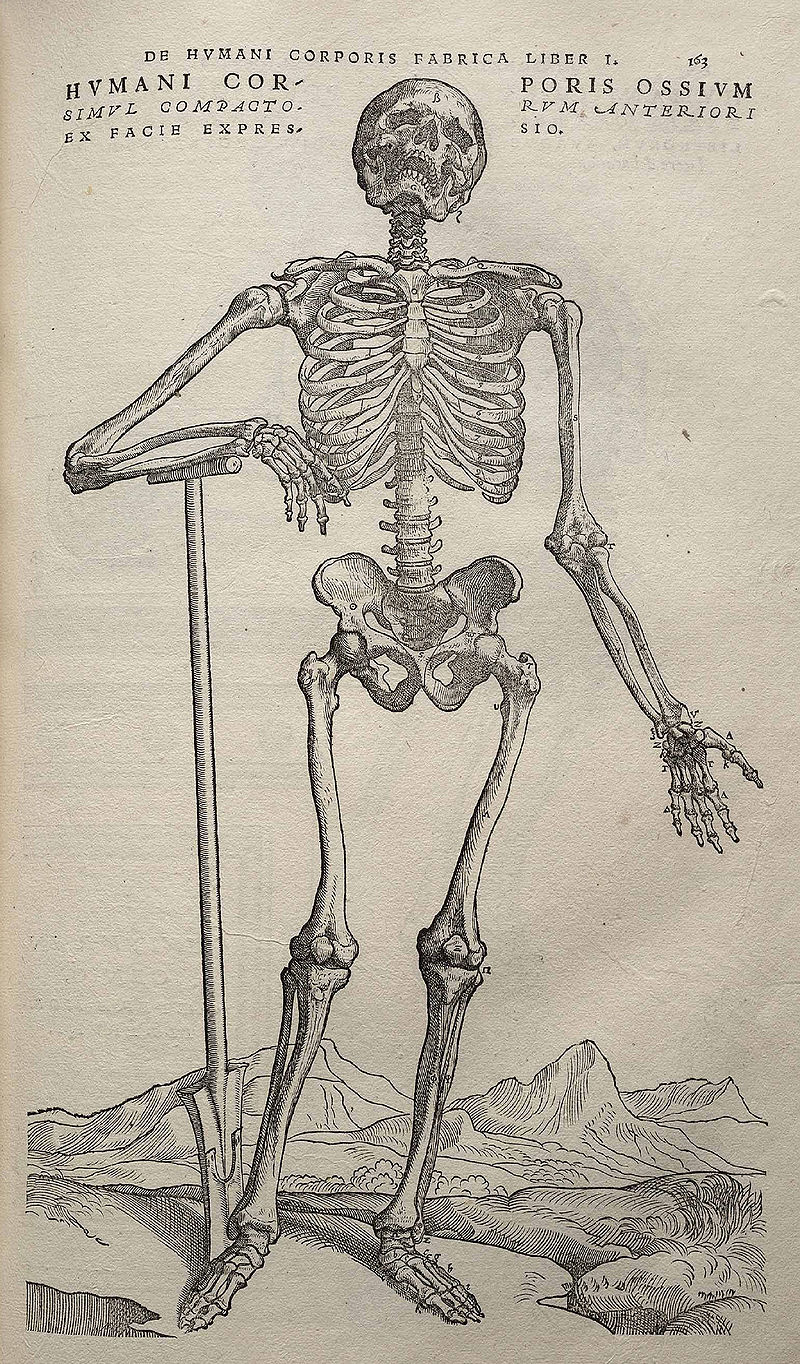 Andreas Vesalius, „De humani corporis fabrica”, XVI wiek, za zbiorów PAN Biblioteki Gdańskiej